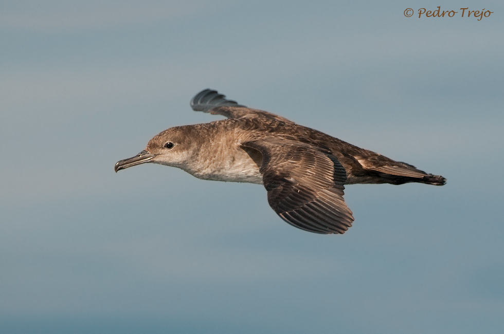 Pardela balear (Puffinus mauretanicus)